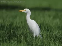 Koereiger [Bubulcus ibis]